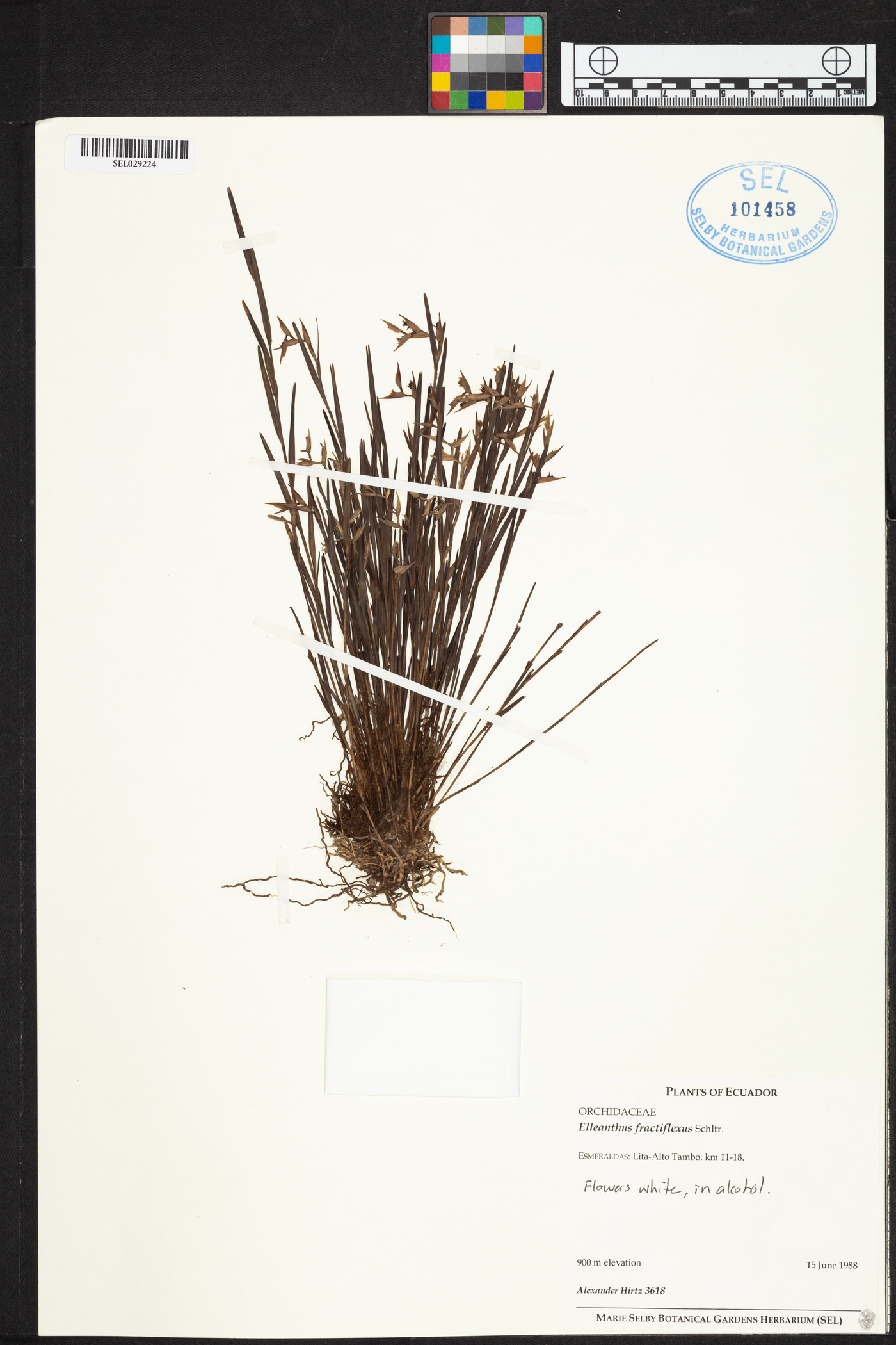 Elleanthus fractiflexus image