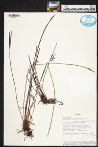 Elleanthus fractiflexus image