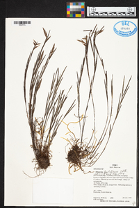 Elleanthus fractiflexus image