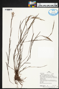 Elleanthus fractiflexus image
