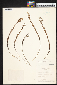 Elleanthus fractiflexus image