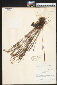 Elleanthus fractiflexus image