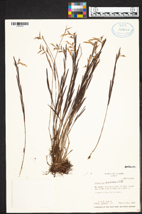 Elleanthus fractiflexus image