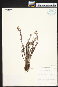Elleanthus fractiflexus image