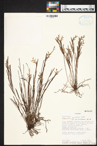 Elleanthus fractiflexus image