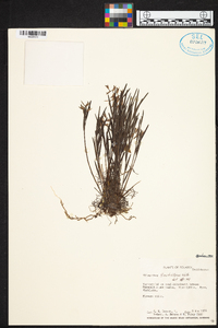 Elleanthus fractiflexus image