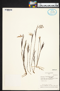 Elleanthus fractiflexus image