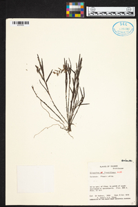 Elleanthus fractiflexus image
