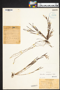 Elleanthus fractiflexus image