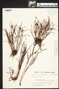 Elleanthus graminifolius image