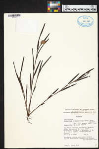 Elleanthus graminifolius image