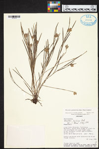 Elleanthus graminifolius image