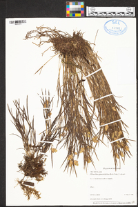 Elleanthus graminifolius image