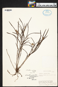 Elleanthus graminifolius image
