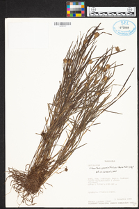 Elleanthus graminifolius image