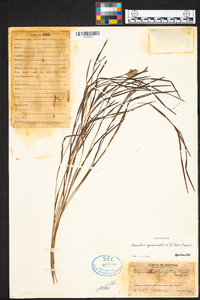Elleanthus graminifolius image