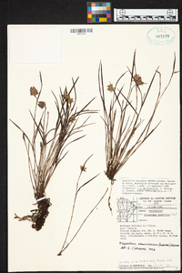 Elleanthus graminifolius image