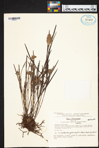 Elleanthus graminifolius image