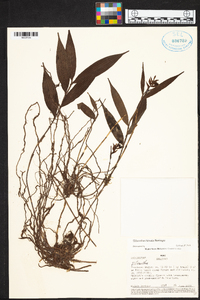 Media resource of Elleanthus hirsutis