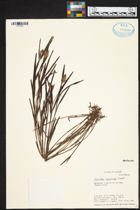 Elleanthus isochiloides image