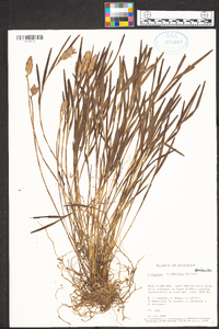 Elleanthus isochiloides image