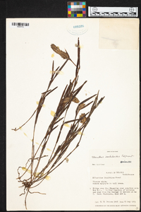 Elleanthus isochiloides image