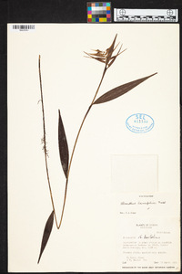 Elleanthus lancifolius image