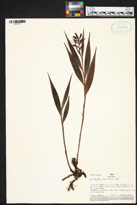 Elleanthus lancifolius image