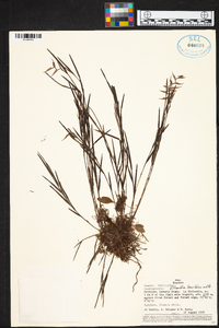 Elleanthus lancifolius image