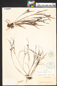 Elleanthus linifolius image