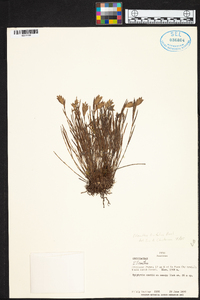 Elleanthus linifolius image