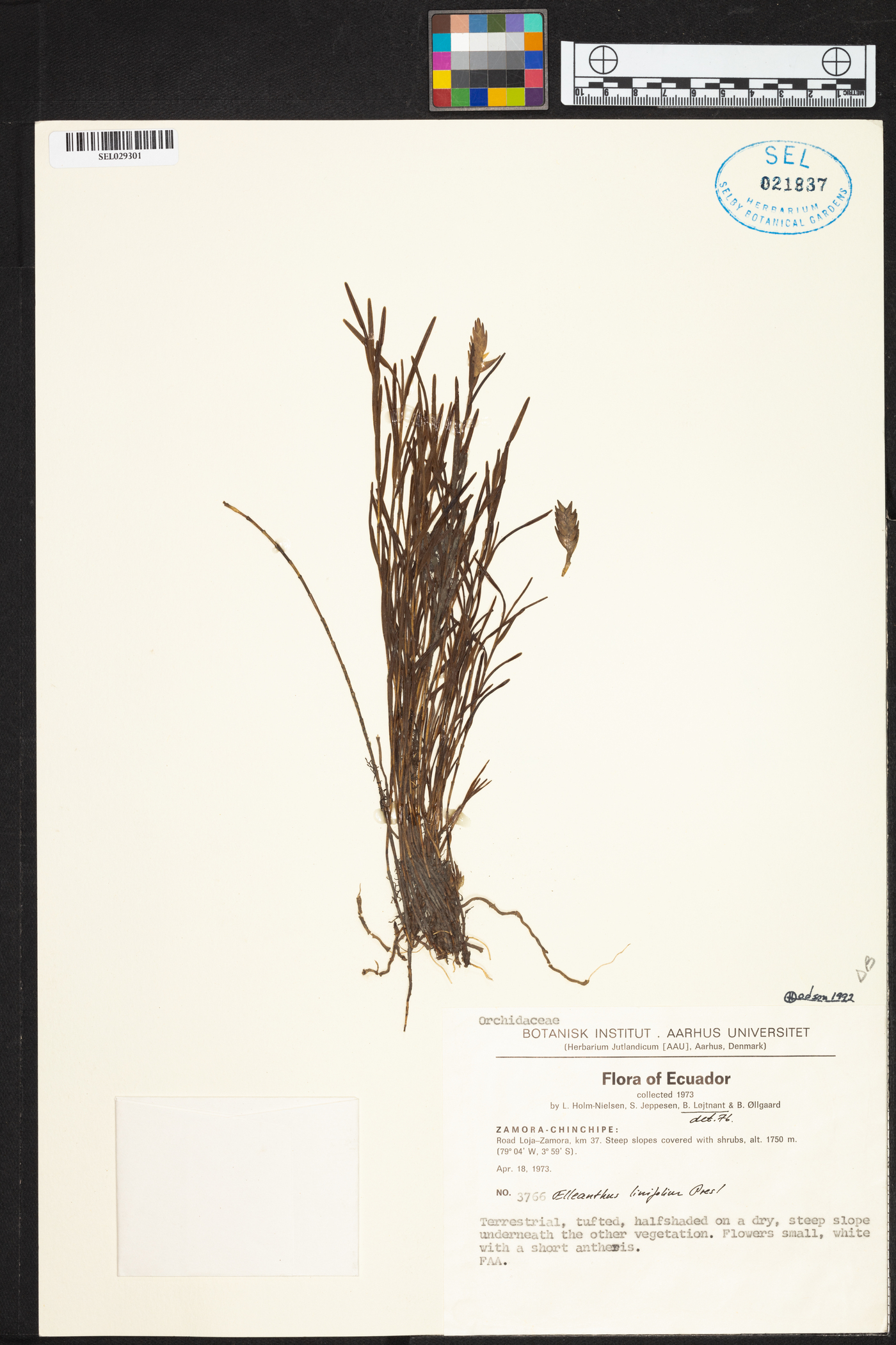 Elleanthus linifolius image