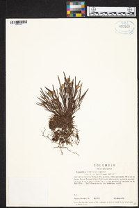 Elleanthus linifolius image