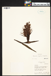 Elleanthus maculatus image
