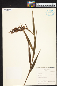 Elleanthus maculatus image