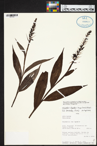 Elleanthus oliganthus image