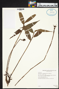 Elleanthus oliganthus image