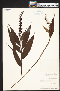 Elleanthus oliganthus image