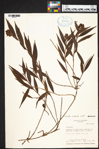 Elleanthus petrogeiton image