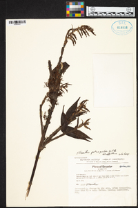 Elleanthus petrogeiton image