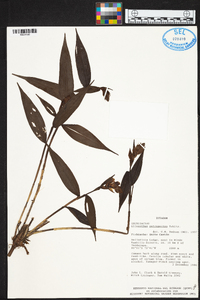 Elleanthus petrogeiton image