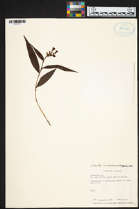 Media resource of Elleanthus reichenbachianus