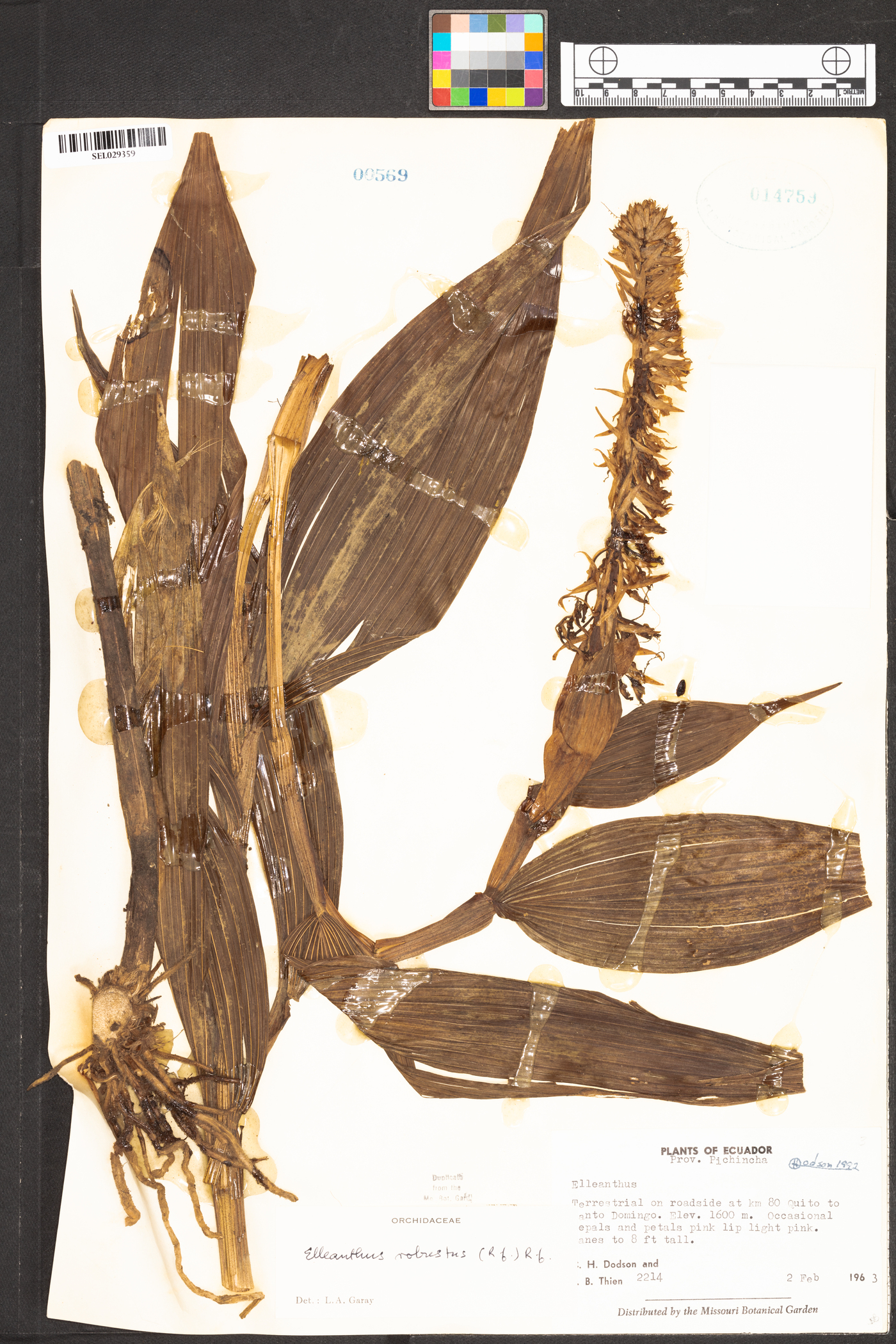 Elleanthus robustus image
