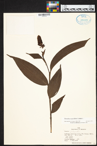 Elleanthus ruizii image