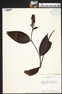 Elleanthus ruizii image