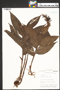 Elleanthus ruizii image