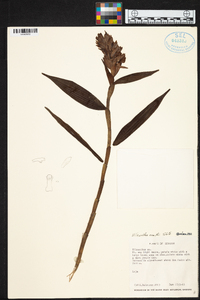 Elleanthus smithii image