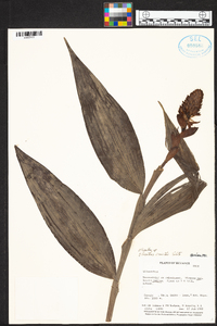 Elleanthus smithii image