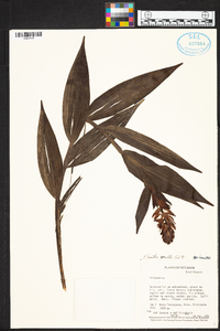 Elleanthus smithii image