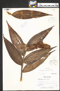 Elleanthus smithii image